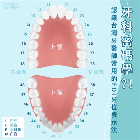 牙齒代表什麼|牙齒解剖